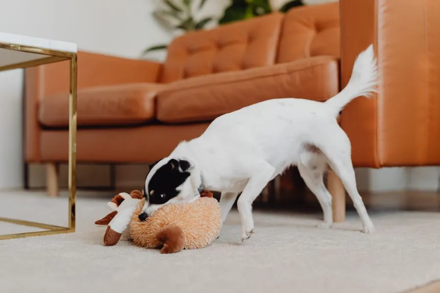 Toys & Chews