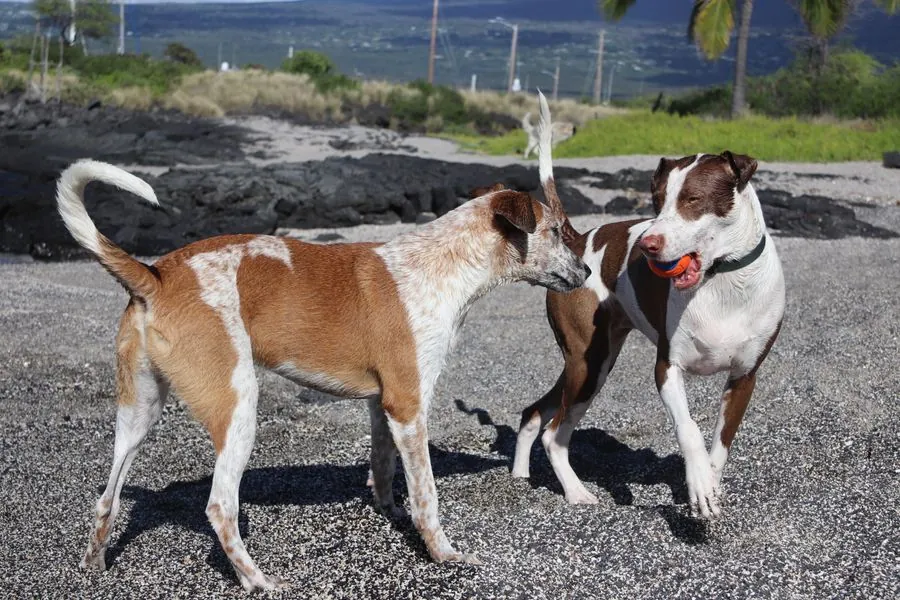 Harnesses, Collars & Leashes